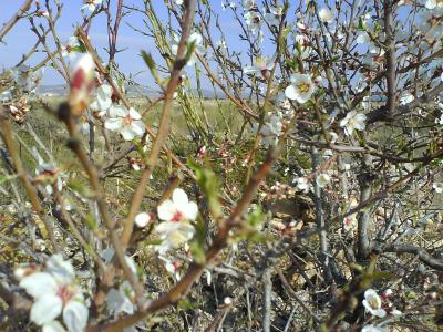 20080320184006-mini-almendro.jpg